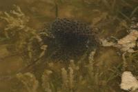 Rana dalmatina