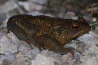 Bufo