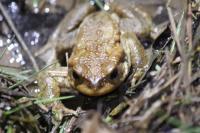 Bufo
