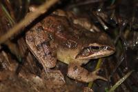 Rana dalmatina