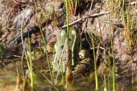 Pelophylax