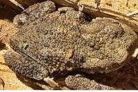 Bufo bufo