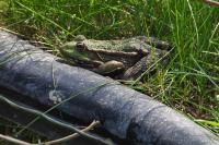 Pelophylax
