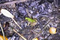 Pelophylax