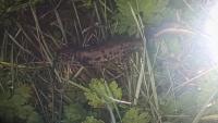 Triturus cristatus