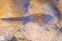 Salamandra salamandra