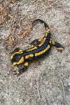 Salamandra salamandra