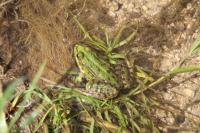 Pelophylax kl. esculentus