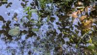 Pelophylax kl. esculentus