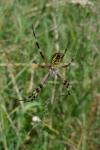 Argiope bruennichi