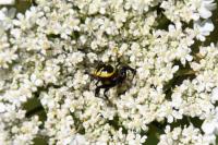 Synema globosum