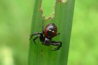 Synema globosum