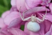 Misumena vatia