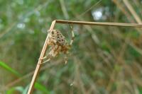 Araneus diadematus