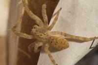 Zoropsis spinimana
