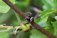 Xysticus