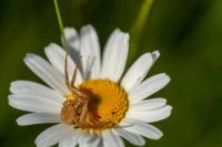 Xysticus erraticus