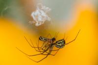Linyphia triangularis