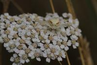 Misumena vatia