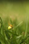 Araniella cucurbitina
