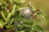 Pisaura mirabilis