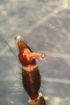 Atypus affinis