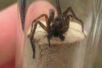 Amaurobius ferox