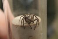 Thanatus formicinus