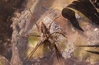 Pisaura mirabilis
