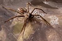 Pisaura mirabilis