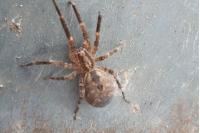 Zoropsis spinimana