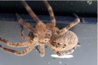 Zoropsis spinimana