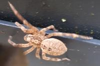 Zoropsis spinimana