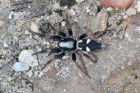 Kishidaia conspicua