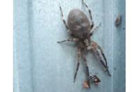 Zoropsis spinimana