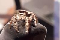 Marpissa muscosa