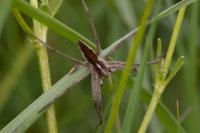Pisaura mirabilis