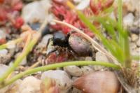 Heliophanus cupreus