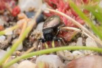 Heliophanus cupreus