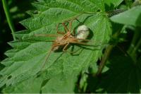 Pisaura mirabilis