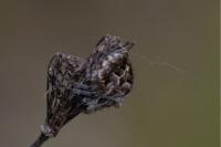 Agalenatea redii