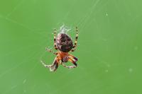 Larinioides patagiatus