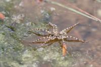 Arctosa cinerea