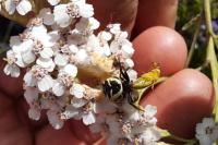 Synema globosum