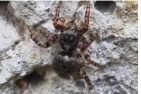 Pseudeuophrys erratica