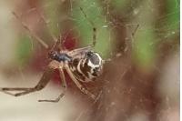 Linyphia triangularis