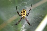 Argiope bruennichi