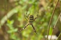Argiope bruennichi