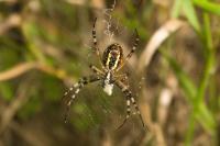 Argiope bruennichi
