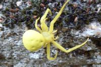Misumena vatia